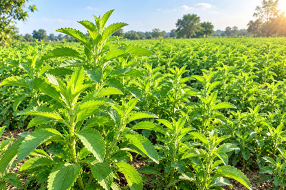 Natural Stevia Leaves for Sugar-Free Lifestyle | सूखी स्टीविया की पत्तियां [250 gm]